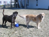 Jersey and Sam